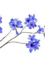 Mandevilla Tak Blauw  114 cm