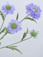 Scabiosa Tak  Blauw