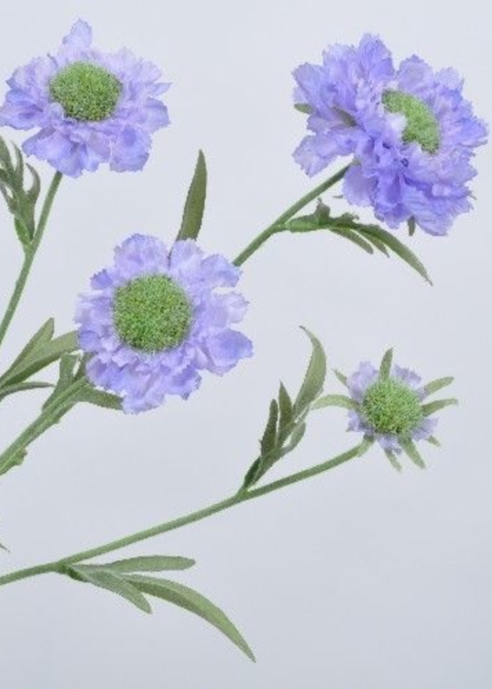 Silk-ka Scabiosa Tak Blauw