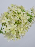 Hortensia steel Grn Lt  79 cm