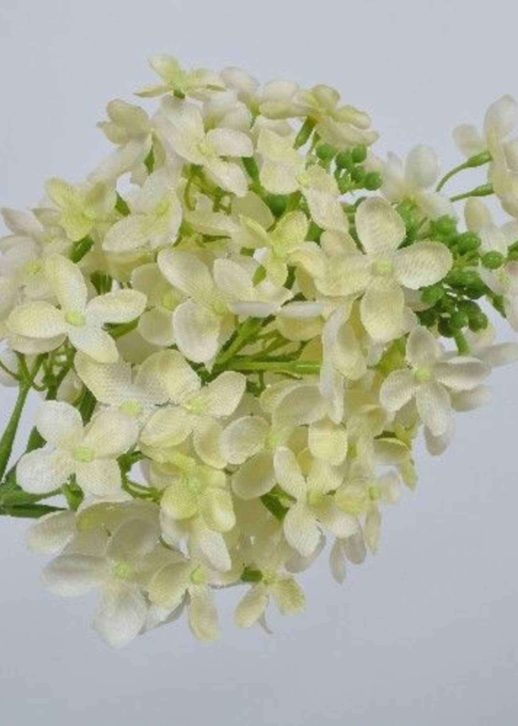 Hortensia steel Grn Lt  79 cm