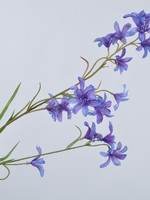 Campanula Tak Blw dk   77 cm