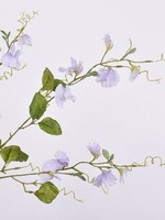 Lathyrus Lavendel   104 cm