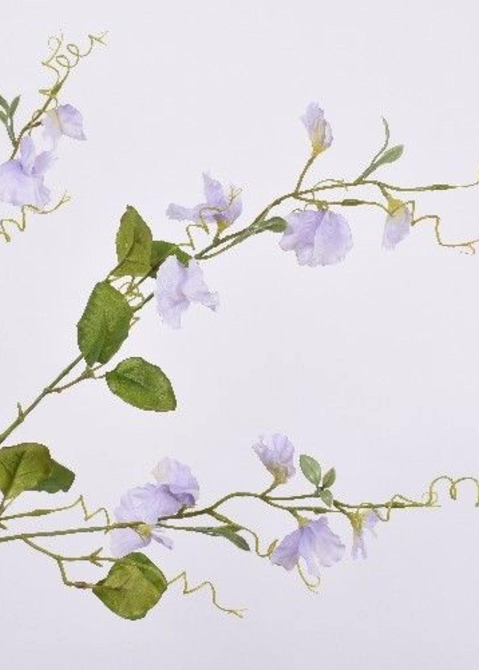 Lathyrus Lavendel   104 cm