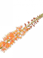 Silk-ka Eremurus Steel Oranje  104 cm