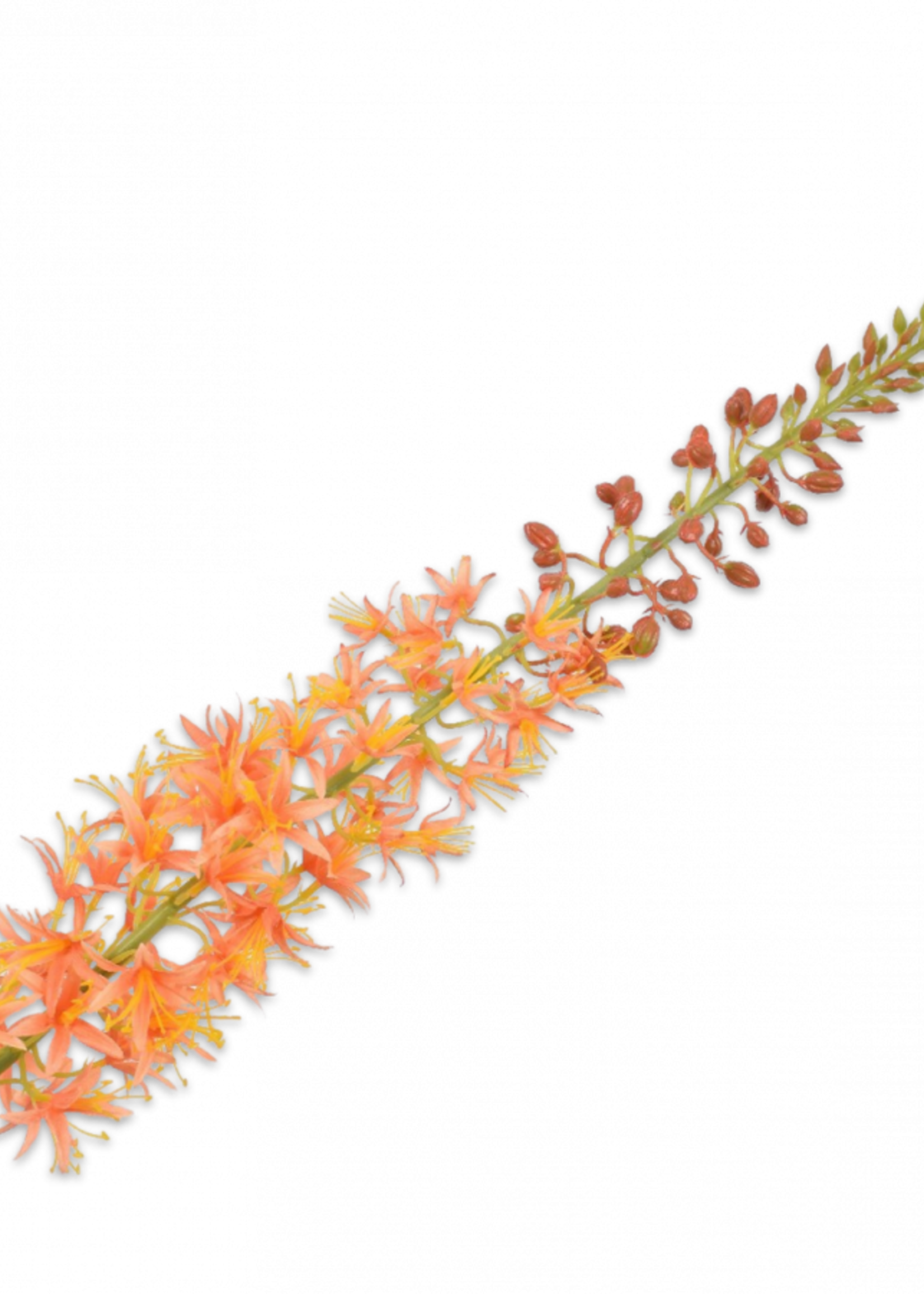 Eremurus Steel Oranje  104 cm