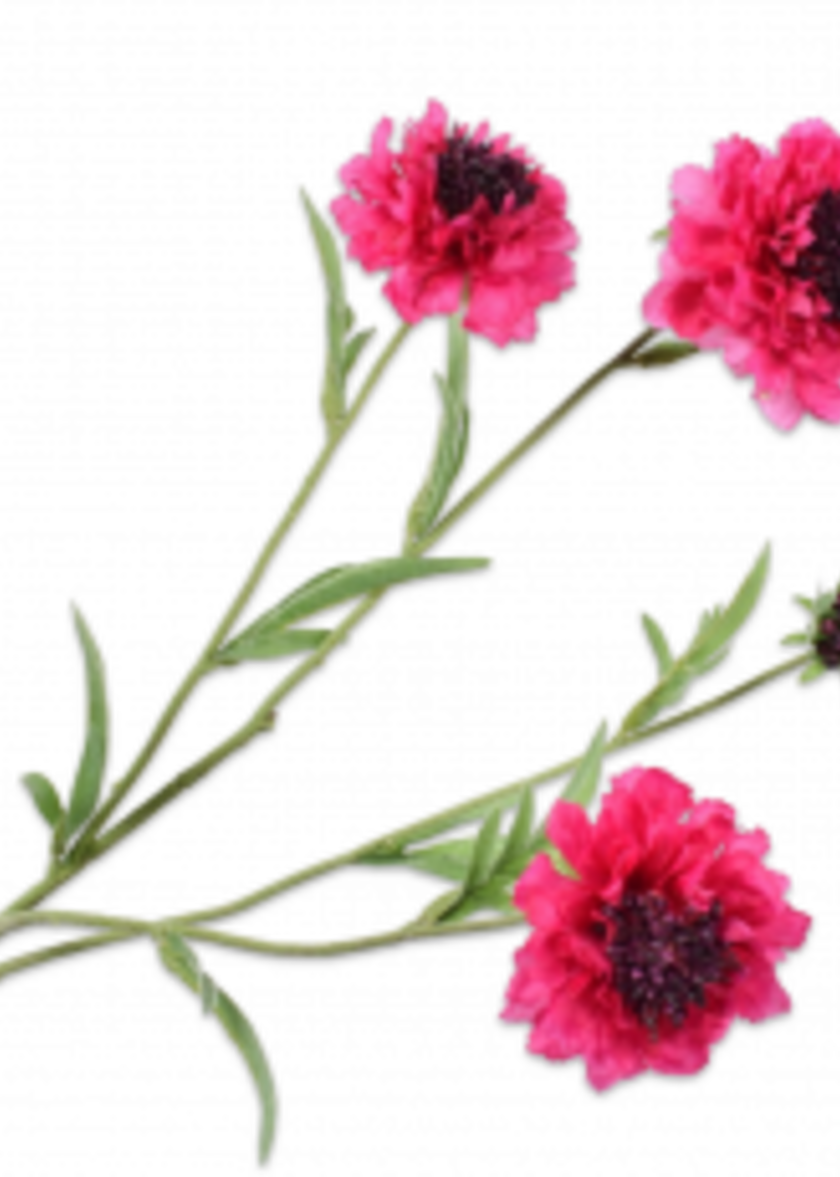 Silk-ka Scabiosa Tak Beauty   80 cm