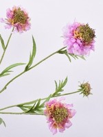 Silk-ka Scabiosa Lavendel/ roze  80 cm