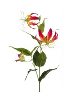 Gloriosa Spray  beauty yellow  75 cm