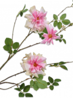 Roos Tak Roze Lt.  116 cm