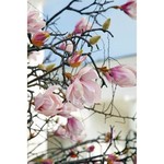 BloesemTakken, Bomen & Magnolia's