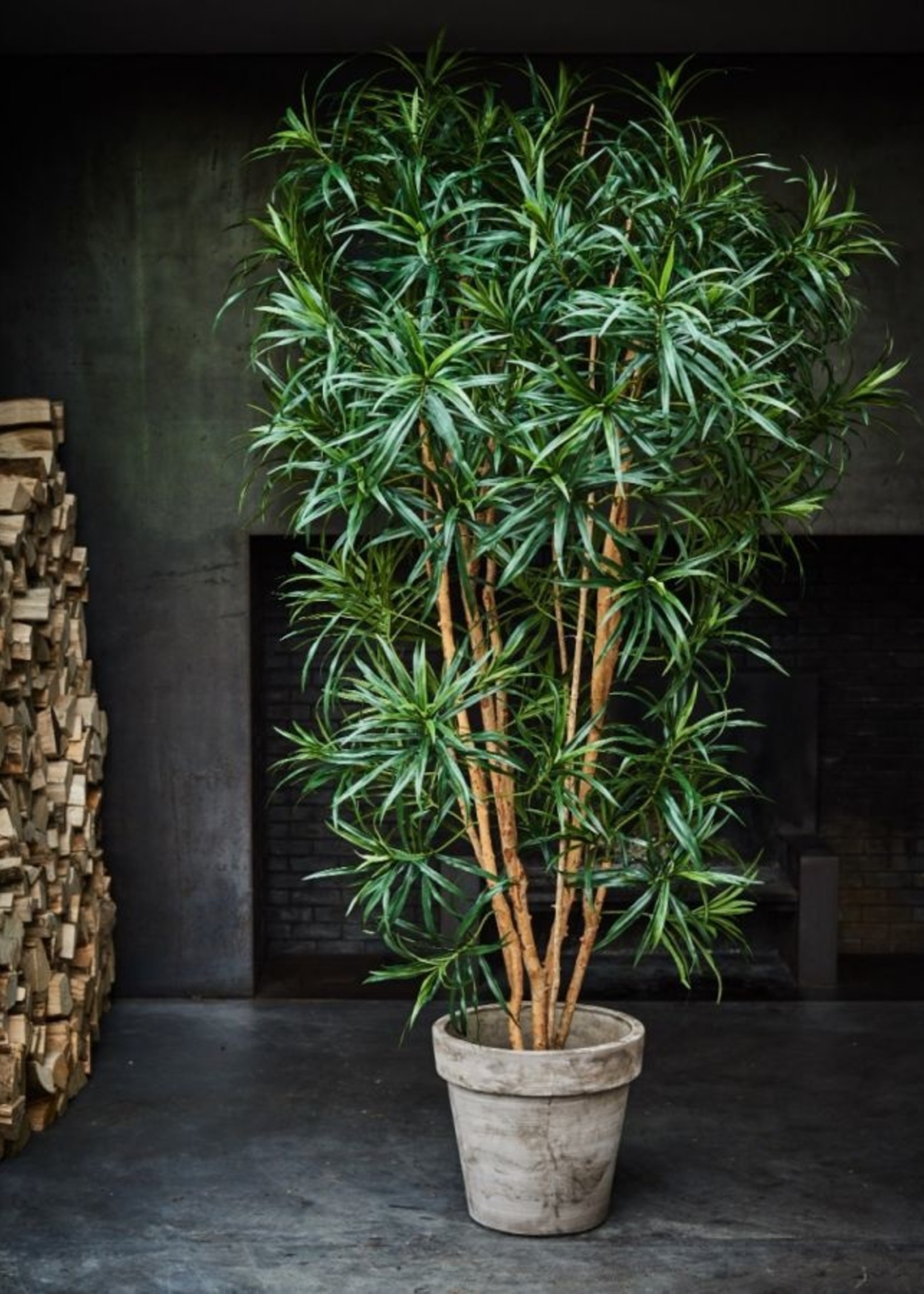 Silk-ka Dracaena   183 cm