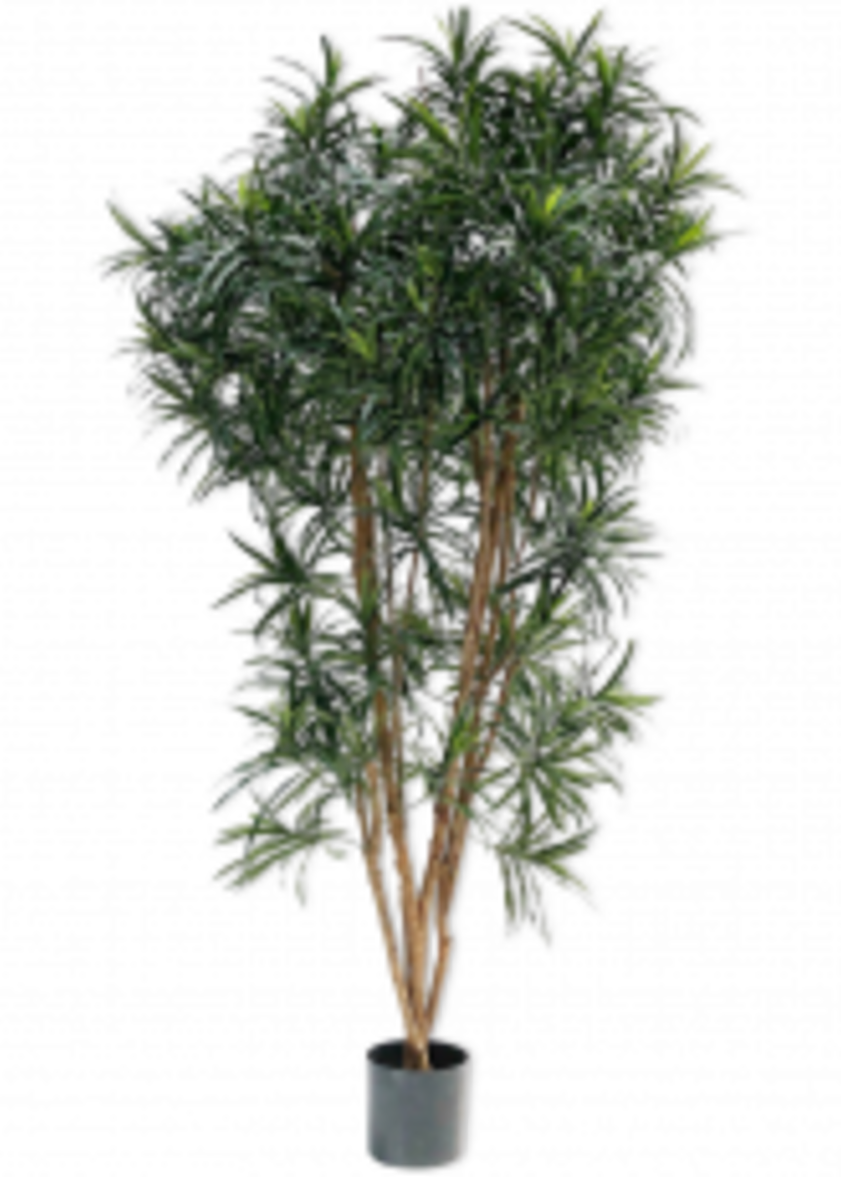 Dracaena   183 cm