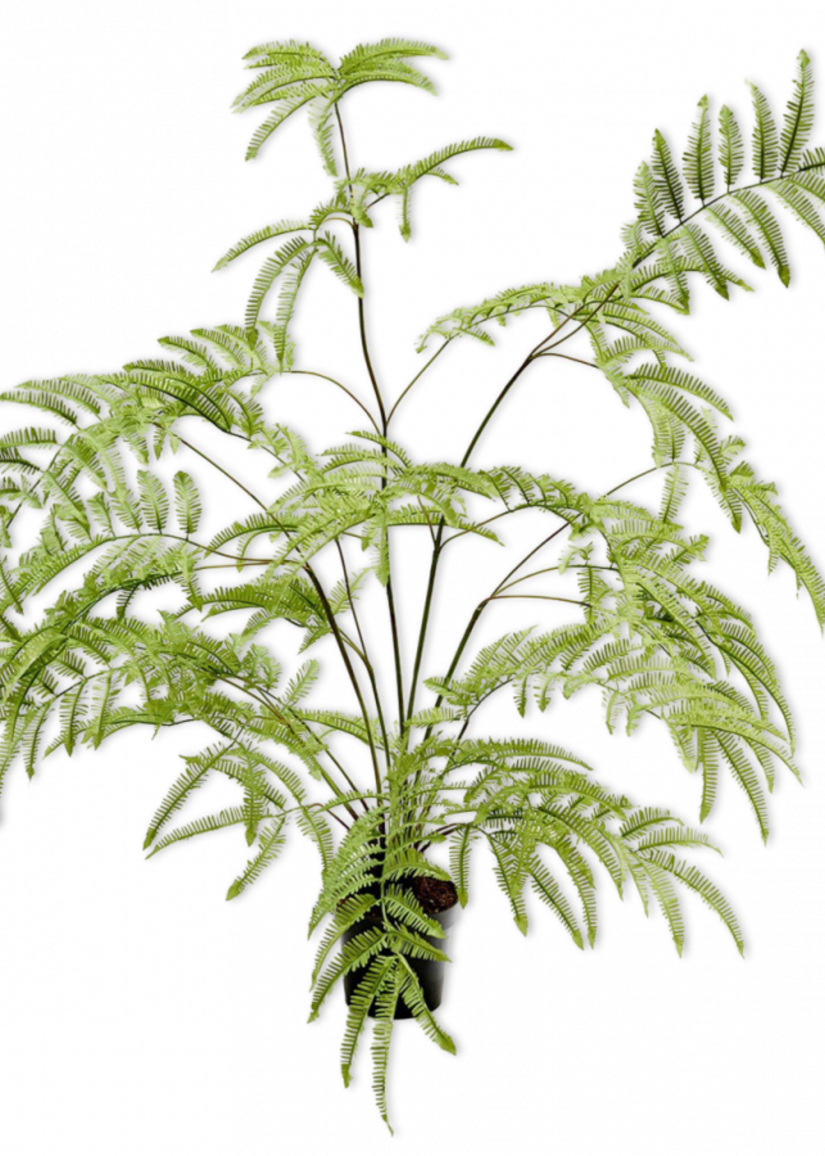 Varen plant  Groen 150 cm