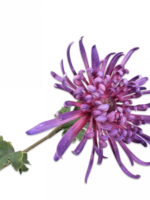 Chrysant tak paars dk 68 cm