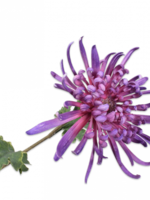 Silk-ka Chrysant tak paars dk 68 cm, 2x