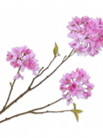 Bloesemtak Lavendel