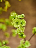 Groene Bloesemtak  84 cm