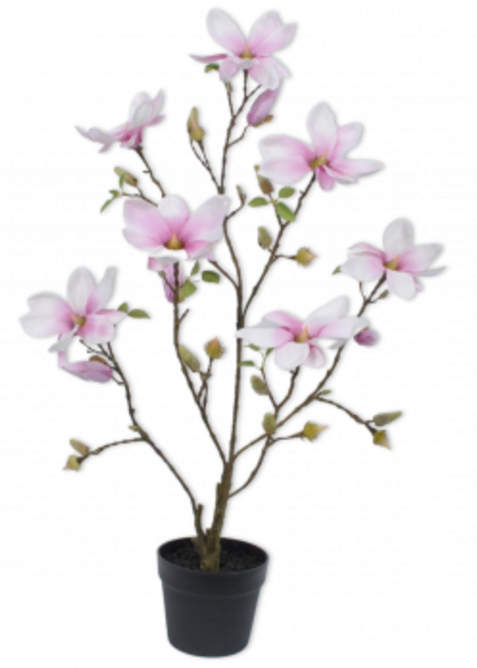 Magnolia Boompje roze  H 88 cm