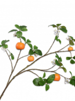 Sinaasappeltak met 5 orange & Bloesem  124cm