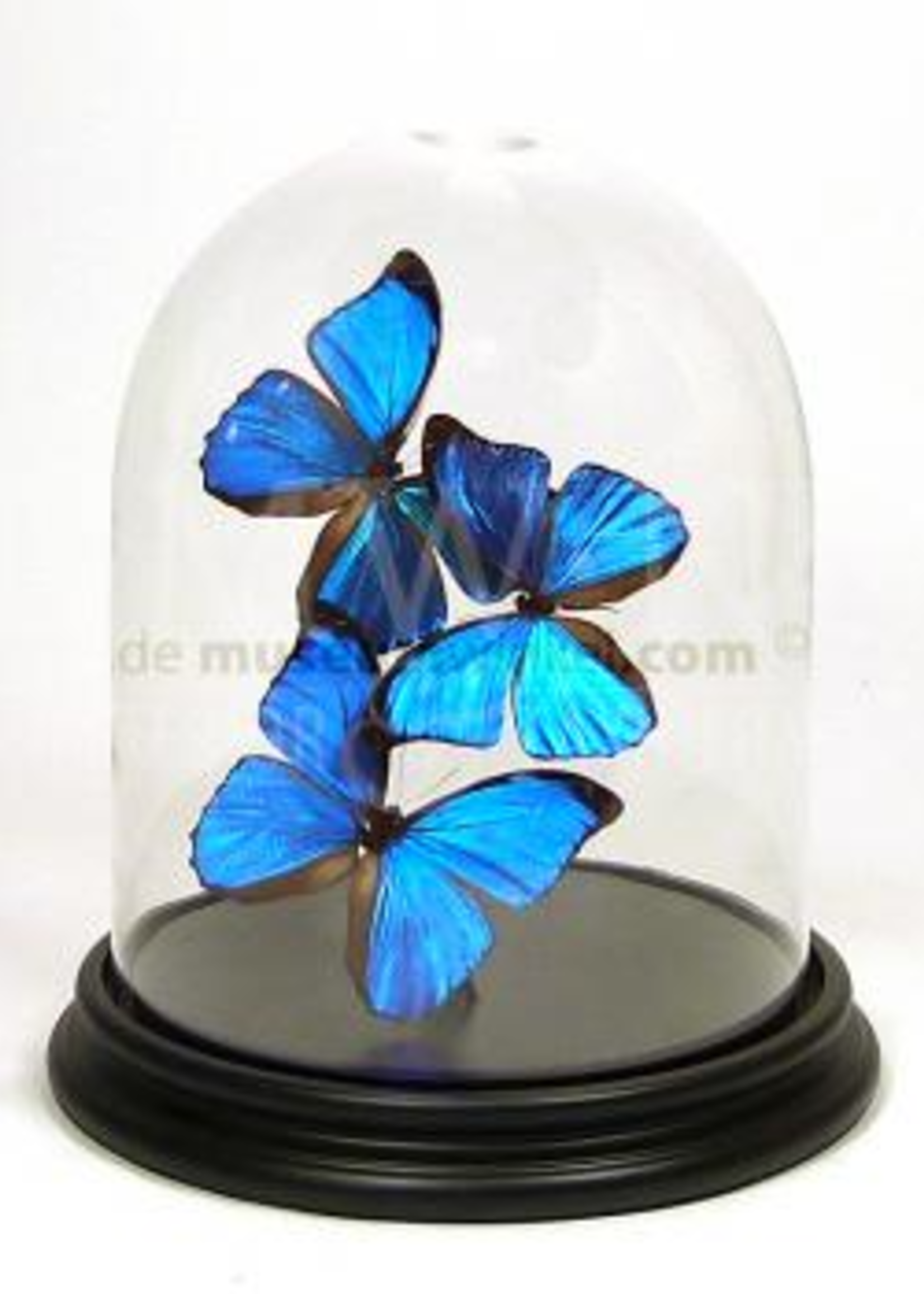 Vlinders  (3x) in Stolp (Morpho Menelaus )