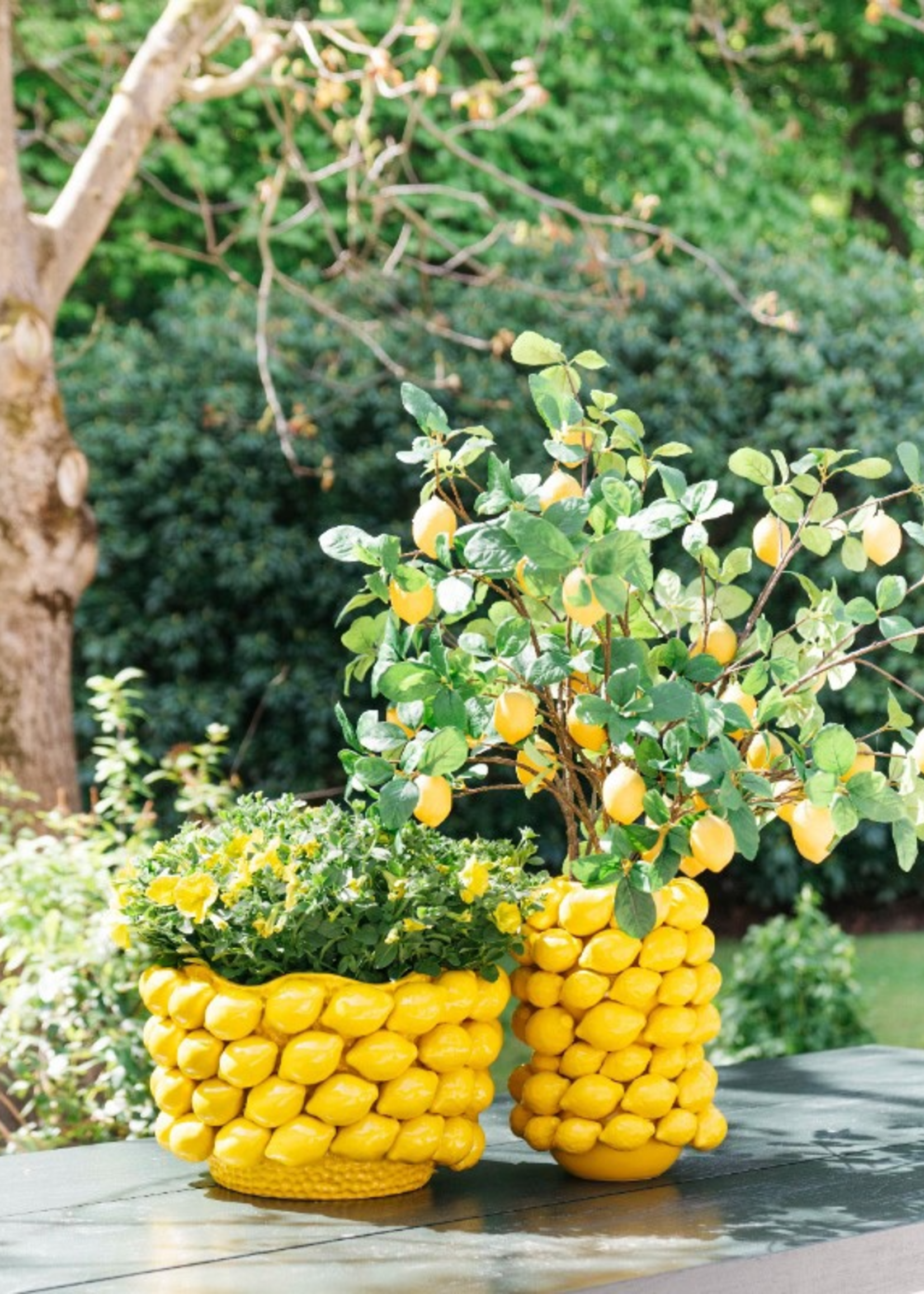 Citroenpot all lemons  breed