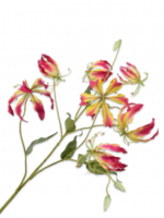 Gloriosa Tak Beauty  110 cm