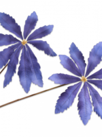 Bladtak Blauw Fluweel 97 cm
