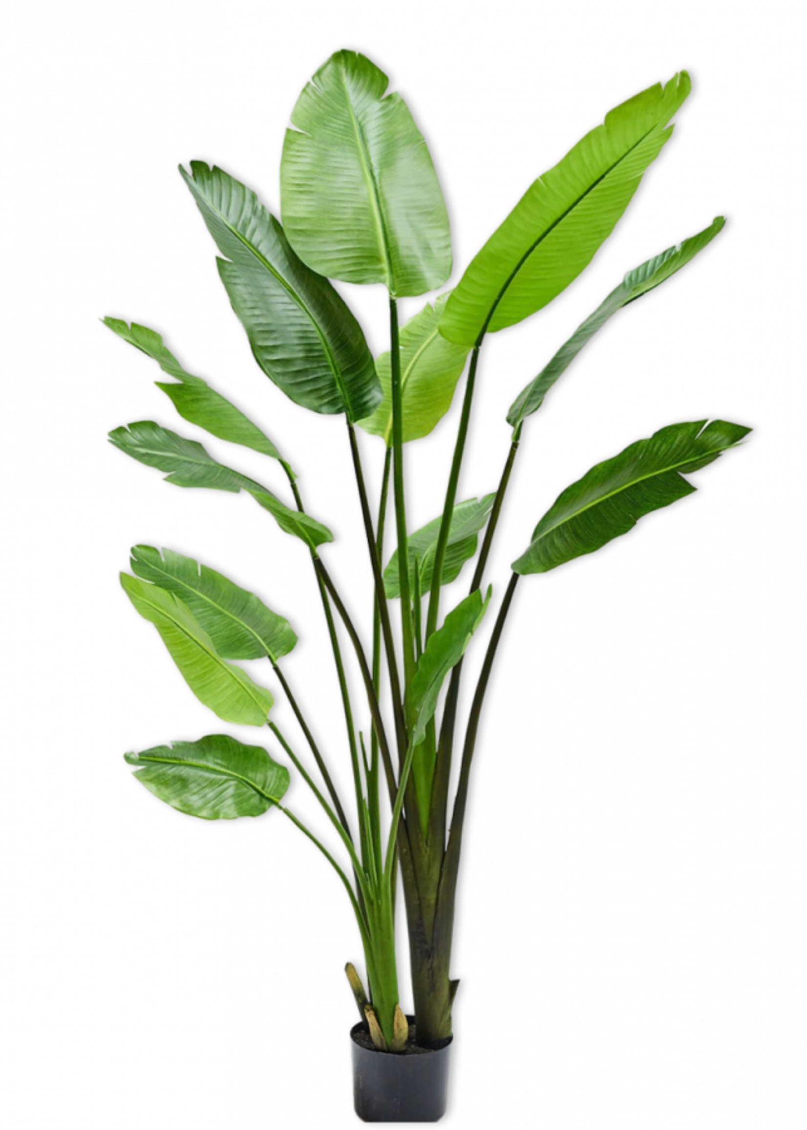 Silk-ka Kunstplant  Strelitzia 183 cm