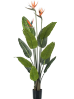 Emerald Green Strelitzia  Reginae tree 3 flowers  120cm