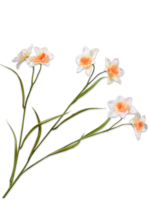 Silk-ka 2x  Narcis Takken  Geel lt.  ( 12  bloemen)