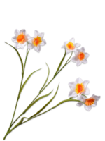 Silk-ka 2x   Narcis Takken Wit    (12 bloemen)