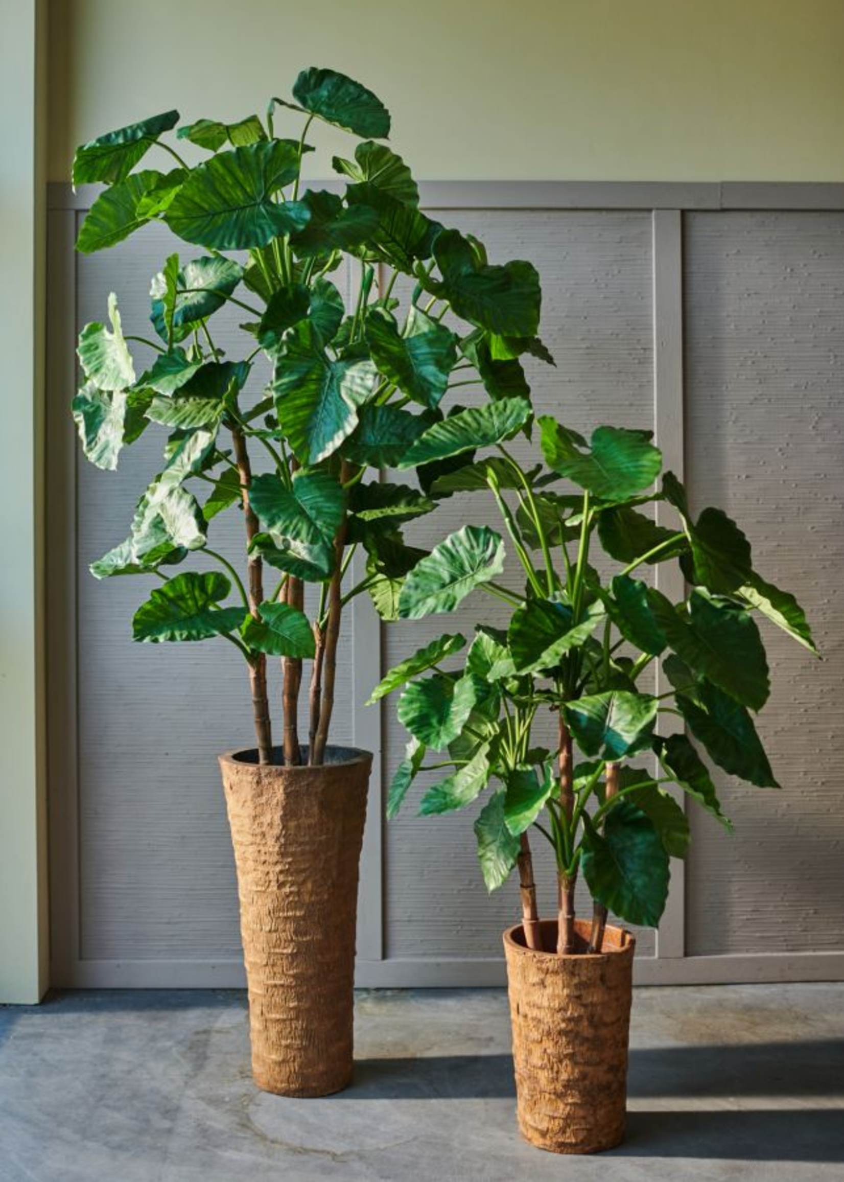 Silk-ka Alocasia Gageana  150 cm