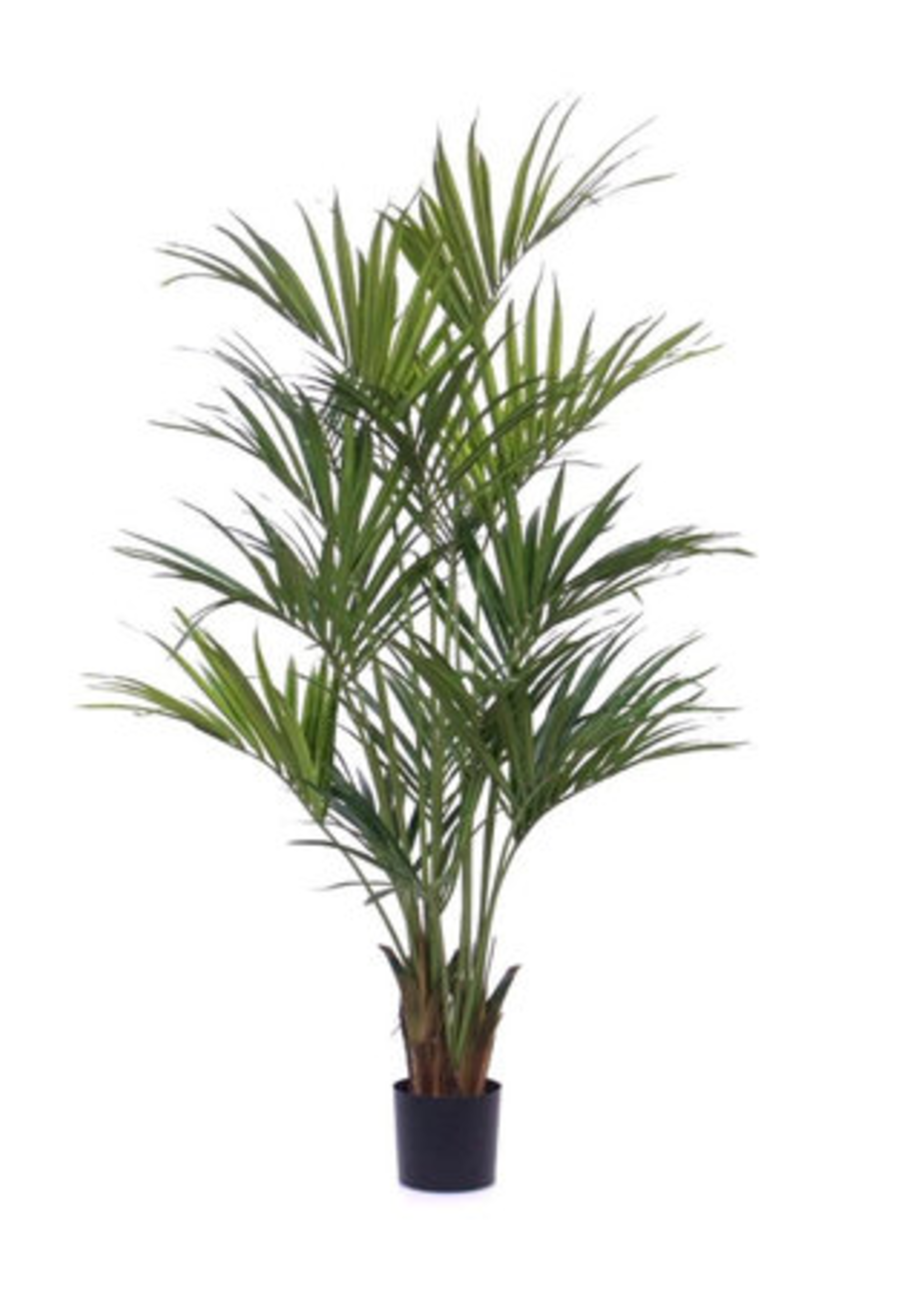 Pot & Vaas Palm Kentia Groen  190 cm