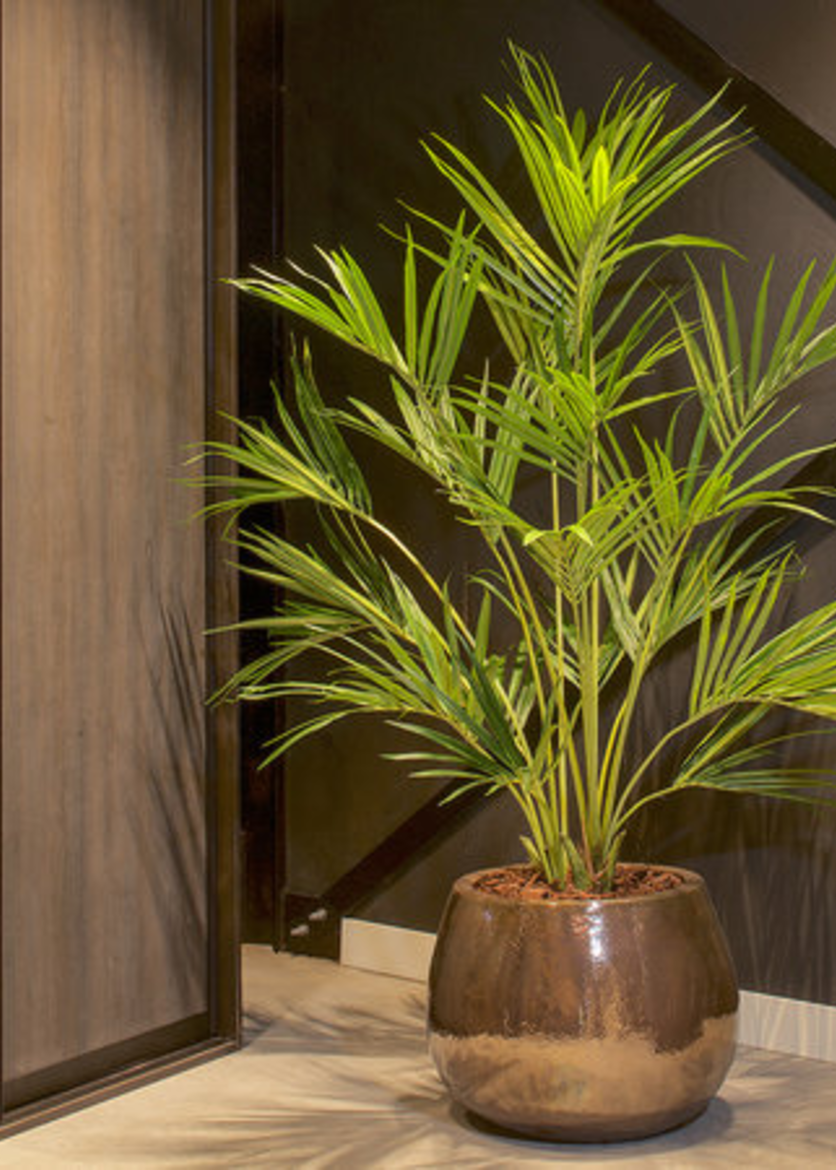 Pot & Vaas Palm Kentia Groen  190 cm