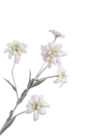 Silk-ka Tak  Edelweiss  62 cm