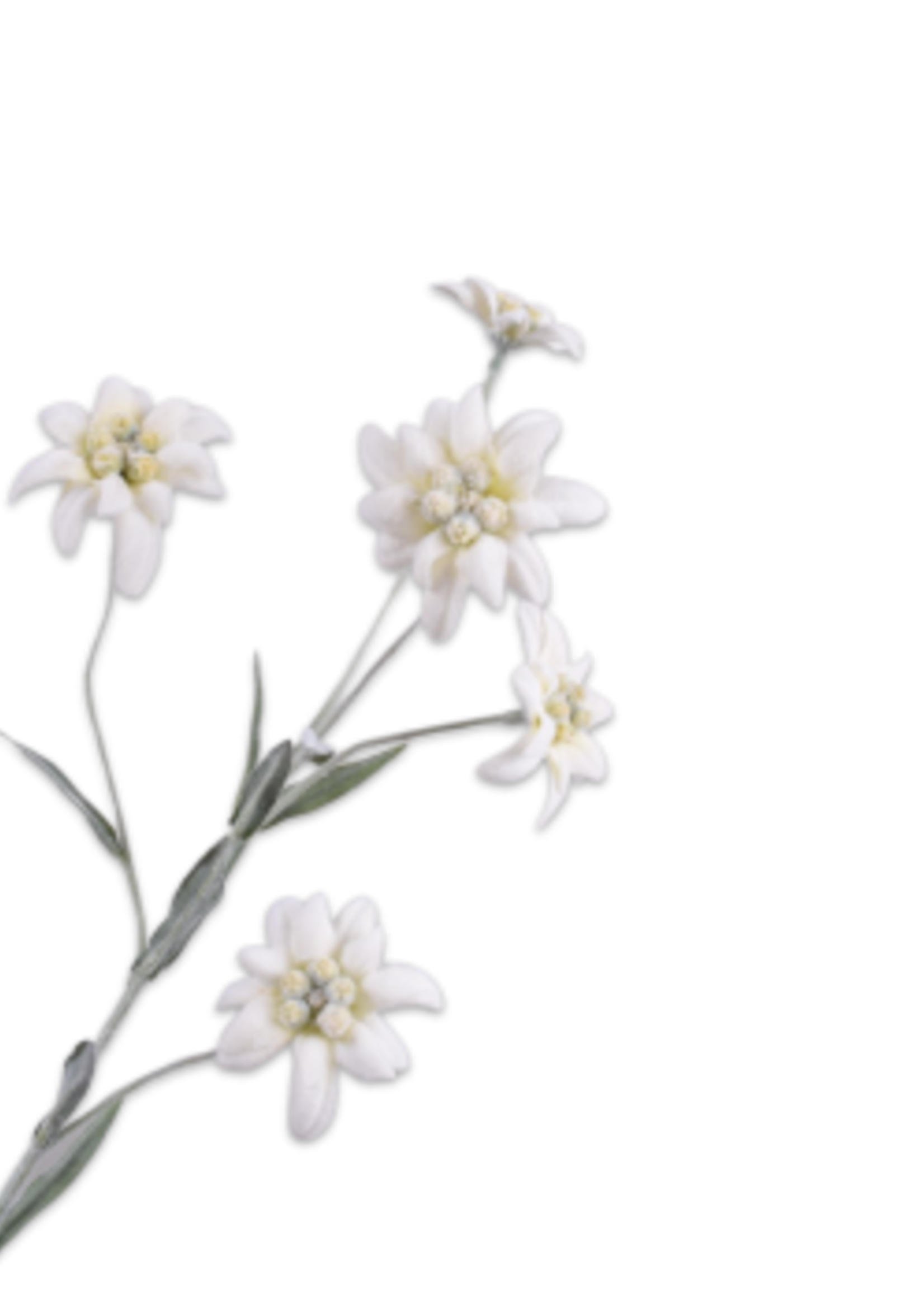 Silk-ka Tak  Edelweiss  62 cm