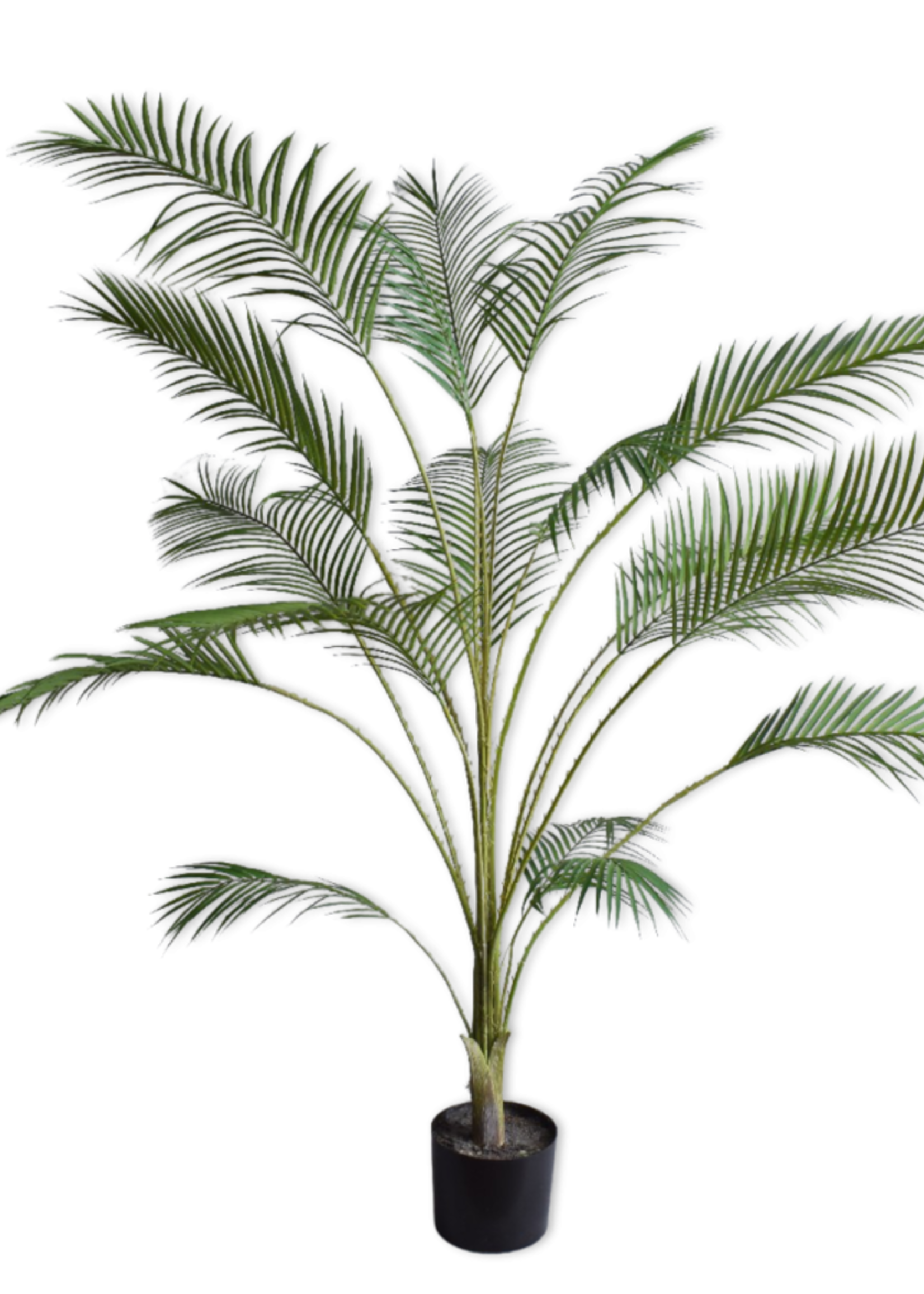 Palm Groen   183 cm
