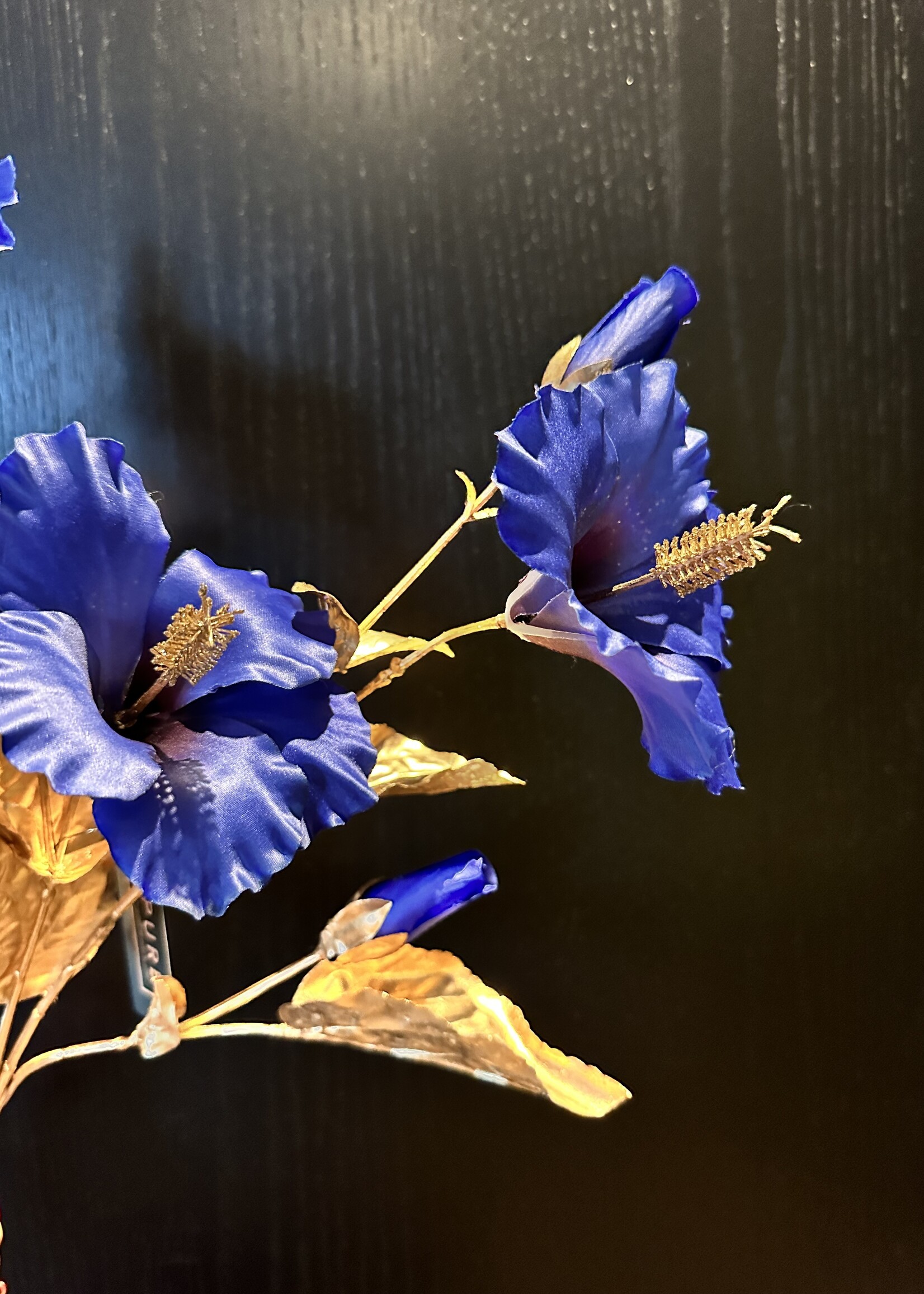 Hibiscus goudstam blauw