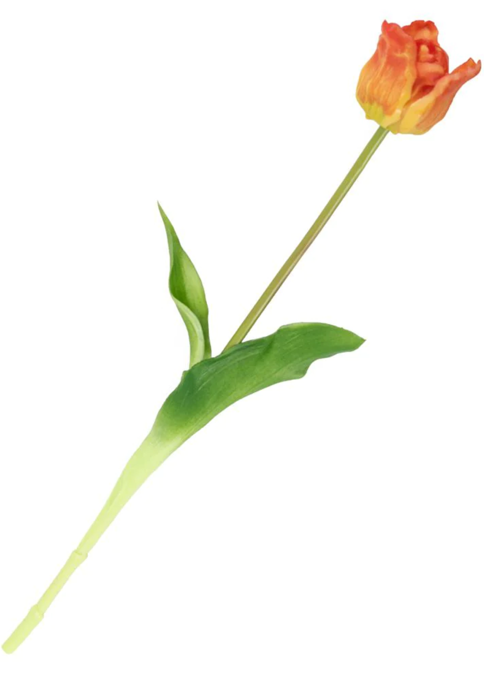 Tulp, oranje  gemêleerd