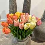 Tulpen