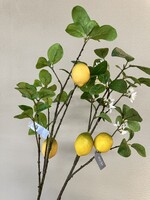 Fruittak Citroen Silk-ka    2  citr./blad