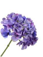 Hortensia tak, blauw-wit-prs.