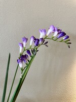 2  Freesia takken