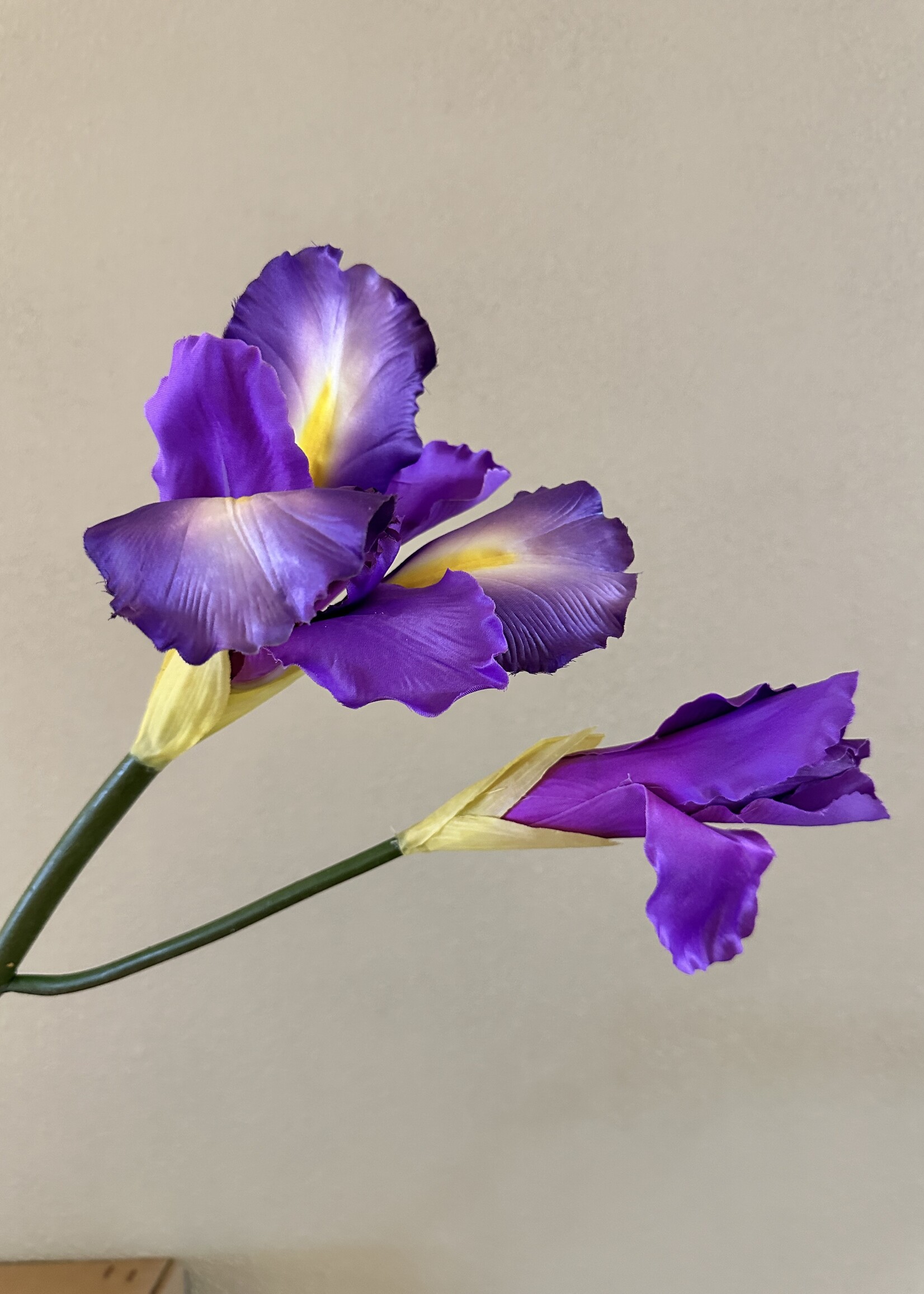 Iris    94 cm