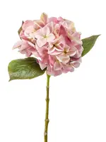 Hydrangea   challenge stem,  light pink