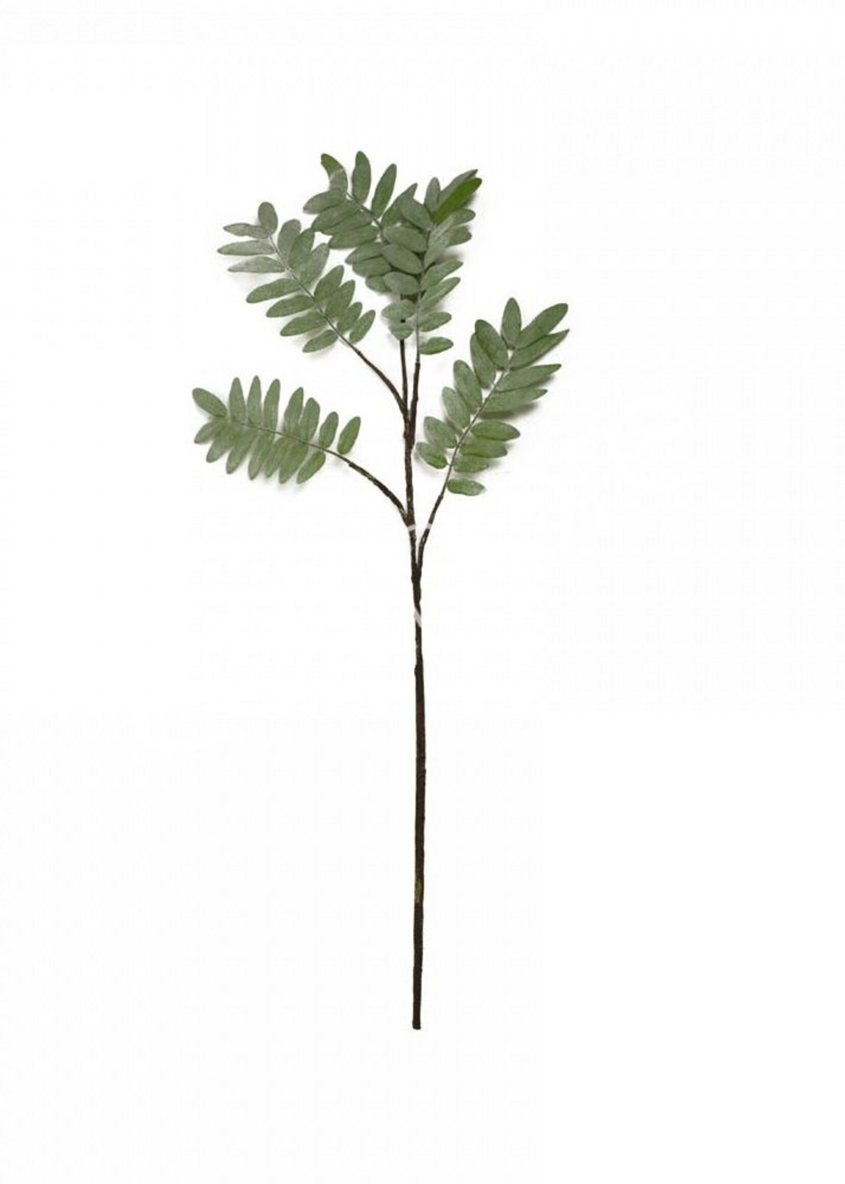 Pterocarya groene tak  31x31x109