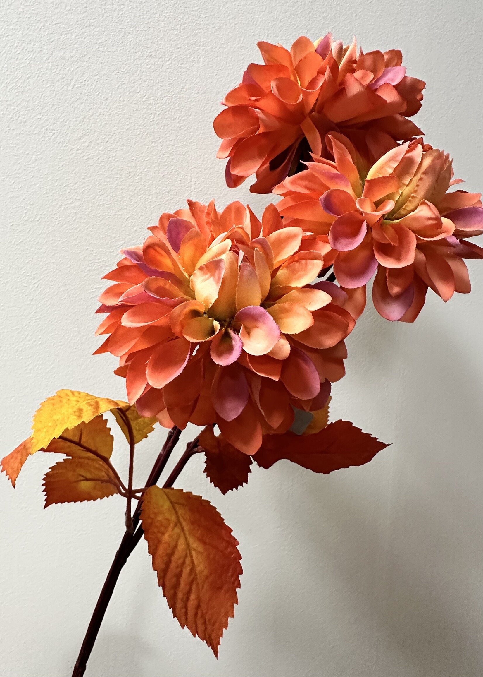 Dahlia met herfstblad