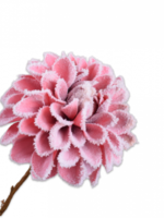 Silk-ka Dahlia  Beauty  met  bevroren look