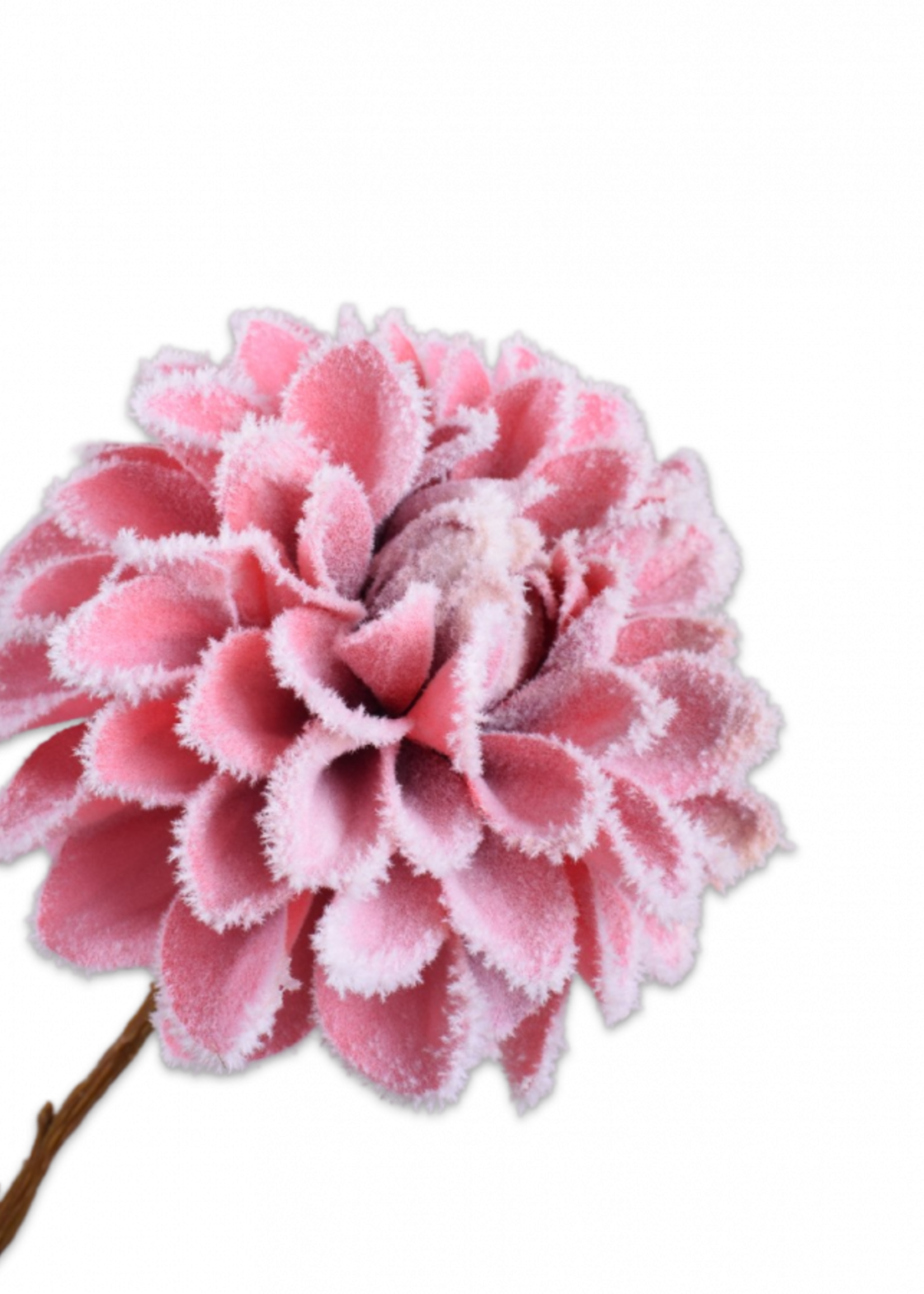 Silk-ka Dahlia   Beauty  met bevroren look